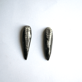 ORTHOCERAS STONE ( Fossil )